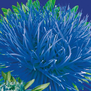 Айстра Ангора Краллен