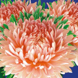 Айстра Аполлонія Шамоа хризантемовидна