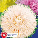 Айстра Випускниця