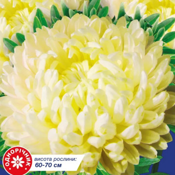 Астра Голден Тауэр