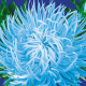 Айстра Блакитний вихор