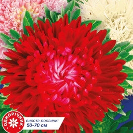 Айстра Гордість осені суміш (mix)