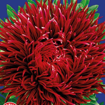 Астра Гранат