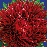 Астра Гранат