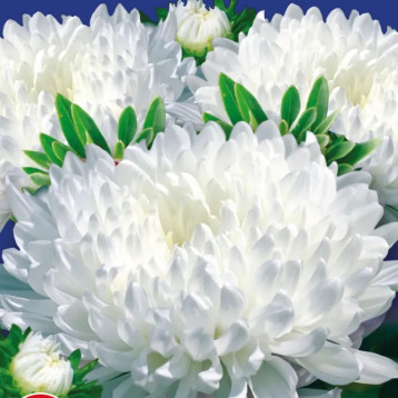 Айстра Красуня Тянь-Шаню