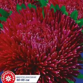 Айстра Оксамит бордовий