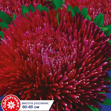 Айстра Оксамит бордовий