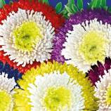 Астра Пинг-понг пионовидная