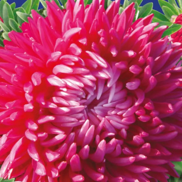 Айстра Серце Франції