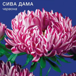 Айстра Сива пані червона