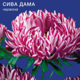 Астра Седая дама красная