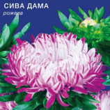 Айстра Сива пані рожева 