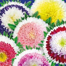 Айстра Скарби Монтесуми