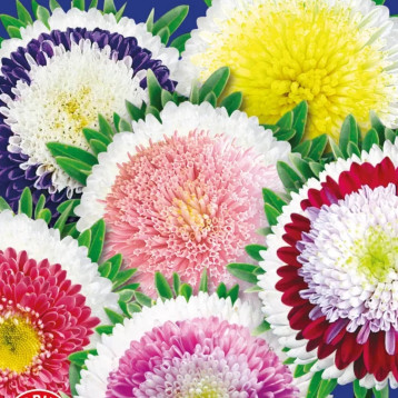 Астра Сокровища Монтесумы