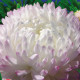 Айстра Софія сріблясто-рожева