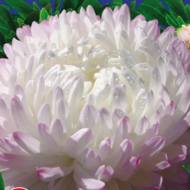 Айстра Софія сріблясто-рожева