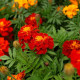 Кармен семена бархатцев 20-30см однол. (Hem Zaden)