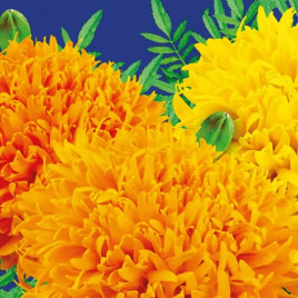 Фантастик Микс семена бархатцев (GL Seeds)