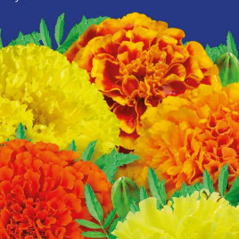 Чемпіон F1 насіння чорнобривців (GL Seeds)