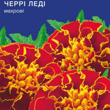 Черрі Леді насіння чорнобривців (GL Seeds)