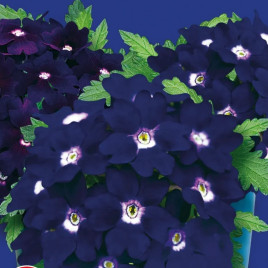 Мадам насіння вербени (GL Seeds)