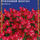 Рубіновий фонтан насіння лобелії (GL Seeds)