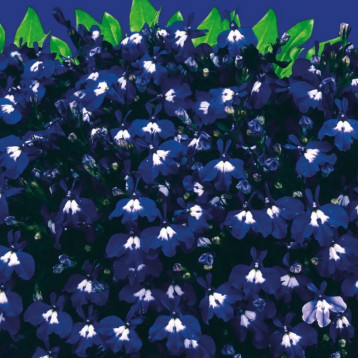 Лобелия Сапфир