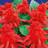 Фаєр Квін насіння сальвії (GL Seeds)