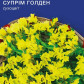 Супрім Голден (жовта) насіння статиці (GL Seeds)