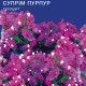 Статица Суприм Пурпур