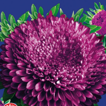 Айстра Індра пурпурна (Purple)