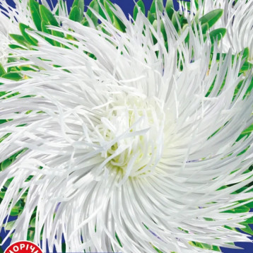 Айстра Либідь