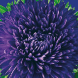 Айстра Перська хризантемовидна