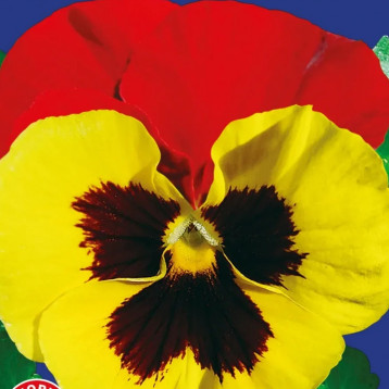 Виола Красные крылья F1