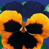 Виола Максим F1