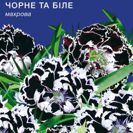 Гвоздика Черное и белое