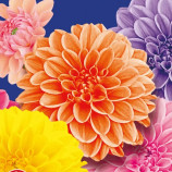 Жоржина Дует 