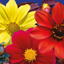 Жоржина Кривава Мері