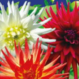 Эвелина семена георгины (GL Seeds)