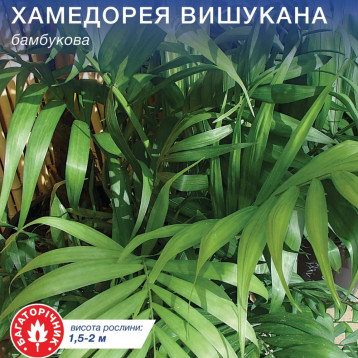 Пальма Хамедорея