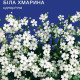 Белое облако семена гипсофилы (GL Seeds)