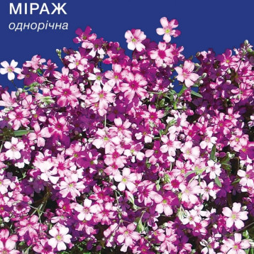 Міраж насіння гіпсофіли (GL Seeds)