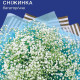 Гипсофила Снежинка