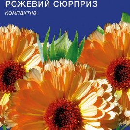Календула Рожевий сюрприз