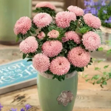 Айстра Бьютіфул Дей лососева-рожева