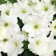 Тритуния F1 белая (white) семена петунии грандифлора 20-25см (Syngenta)