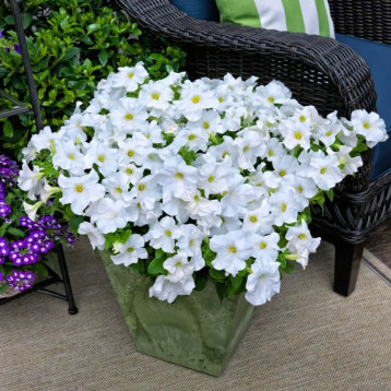 Тритуния F1 белая (white) семена петунии грандифлора 20-25см (Syngenta)