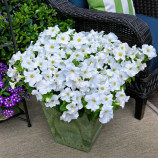 Трітунія F1 біла (white) насіння петунії грандіфлора (Syngenta)