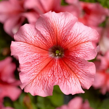 Трітунія F1 лососева з прожилками насіння петунії грандіфлора (Syngenta)