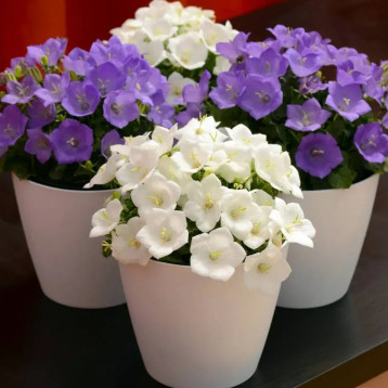 Жемчужина (Перлина) смесь (mix) семена колокольчика (Benary)